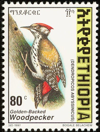 Abyssinian Woodpecker - Dendropicos abyssinicus