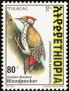 Stamp, Abyssinian Woodpecker - Dendropicos abyssinicus, Ethiopia,  , Birds