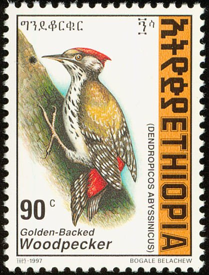 Abyssinian Woodpecker - Dendropicos abyssinicus