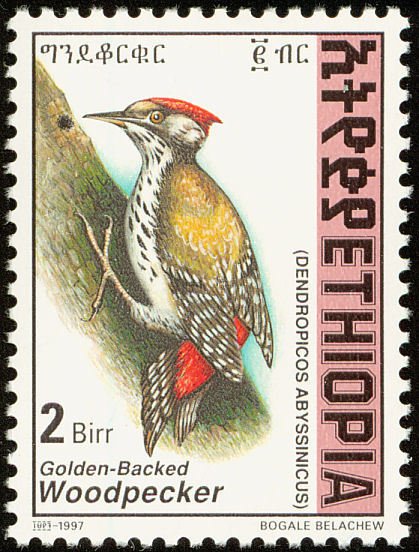 Abyssinian Woodpecker - Dendropicos abyssinicus