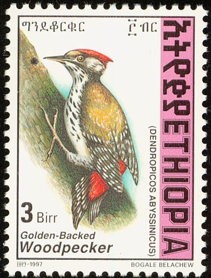 Abyssinian Woodpecker - Dendropicos abyssinicus