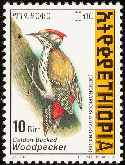 Abyssinian Woodpecker - Dendropicos abyssinicus