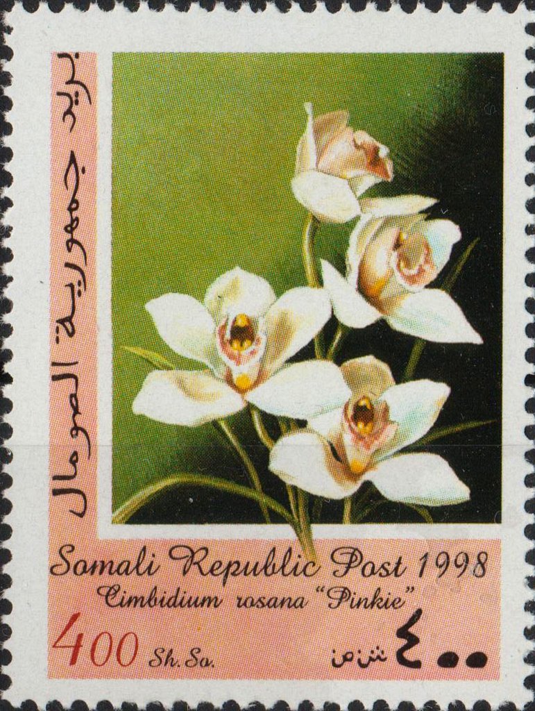Cimbidium Ramley