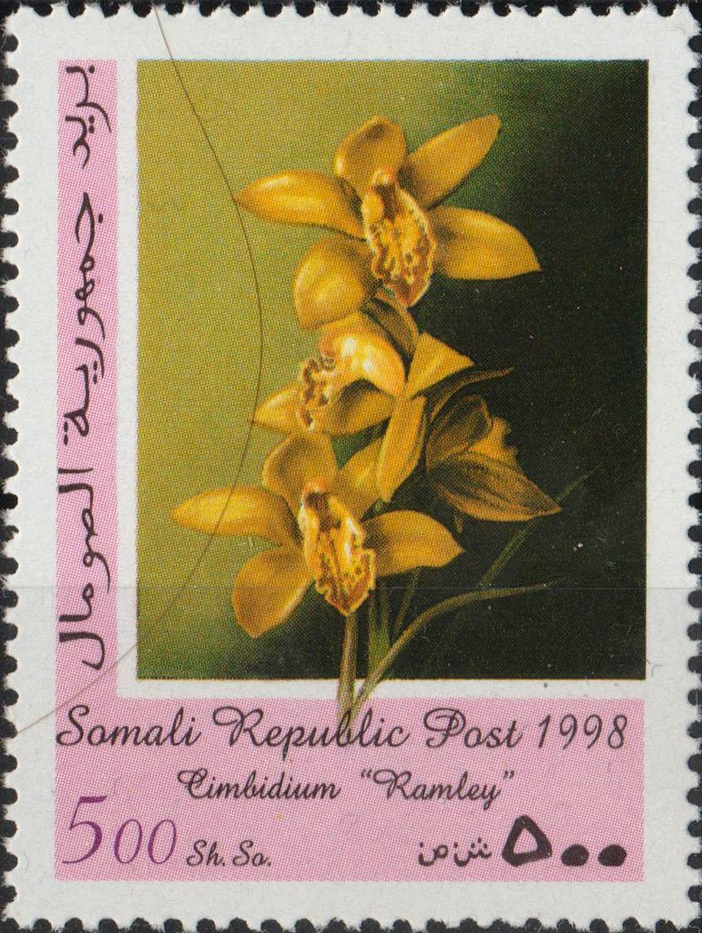 Cimbidium rosana "Pinkie"