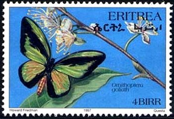 Goliath Birdwing (Ornithoptera goliath)