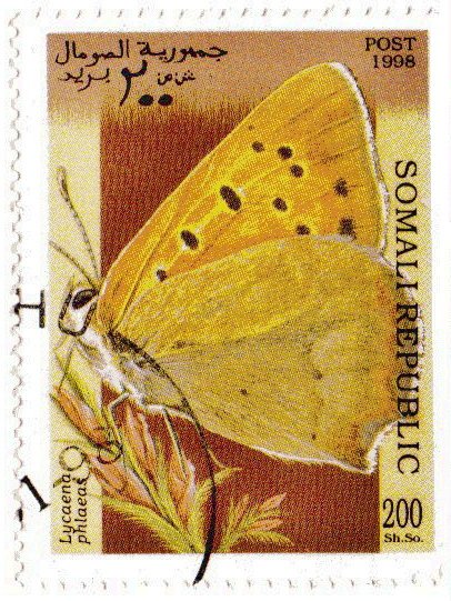 Lycaena phlaeas