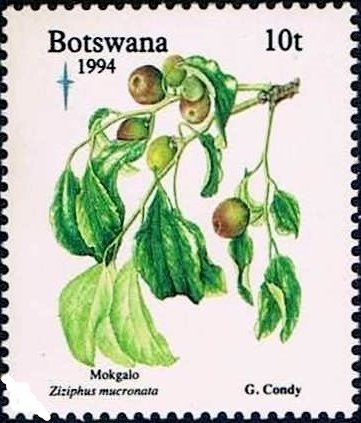 Ziziphus mucronata