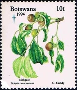 Stamp, Ziziphus mucronata, Botswana,  , Fruits, Plants (Flora)