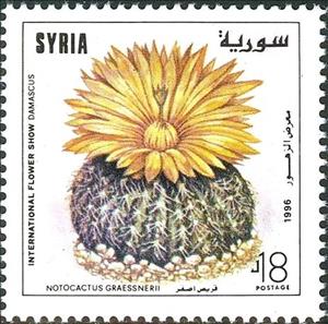 Stamp, Notocactus graessnerii., Syria,  , Cacti, Plants (Flora)