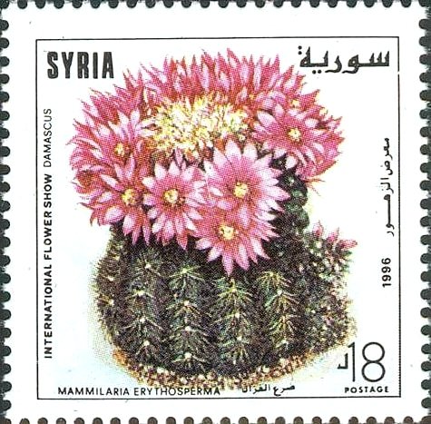 Mammilaria erythosperma.