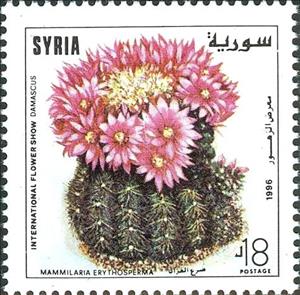 Stamp, Mammilaria erythosperma., Syria,  , Cacti, Plants (Flora)