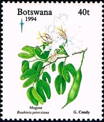Bauhinia petersiana