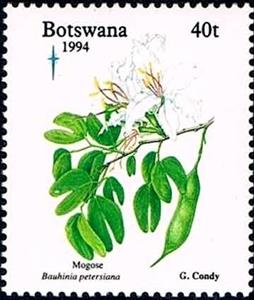Stamp, Bauhinia petersiana, Botswana,  , Flowers, Fruits, Plants (Flora)