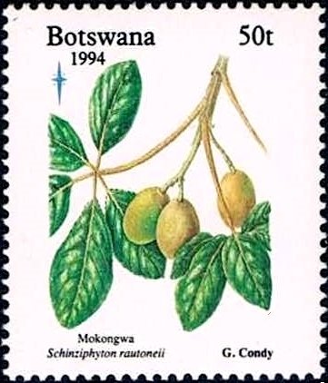 Schinziphyton rautaneii