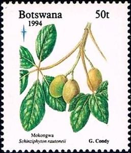 Stamp, Schinziphyton rautaneii, Botswana,  , Flowers, Fruits, Plants (Flora)