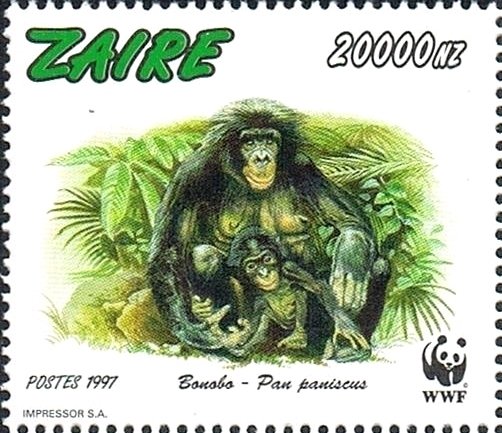 Bonobo (Pan paniscus)