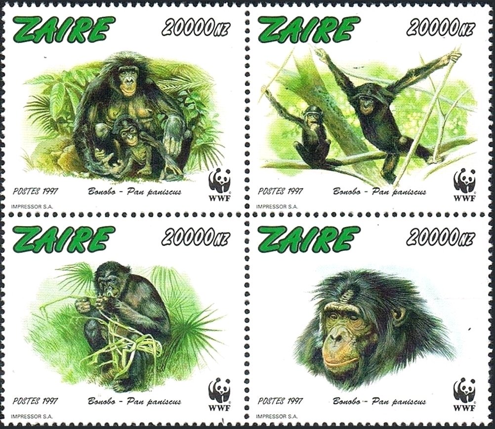 Bonobo (Pan paniscus)
