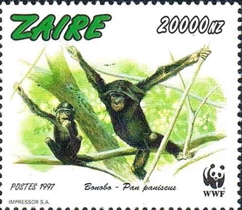 Bonobo (Pan paniscus)