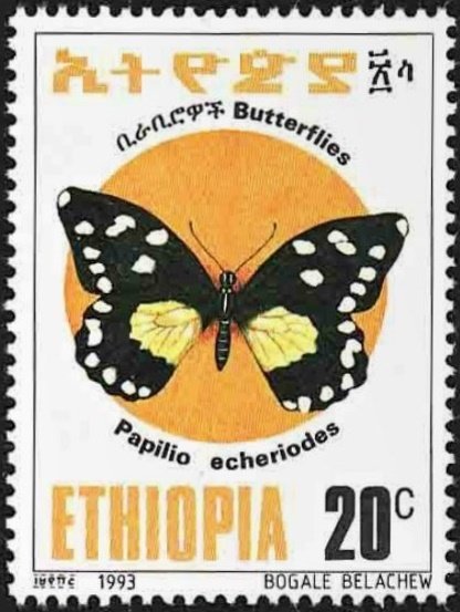 White-banded Swallowtail (Papilio echeriodes)