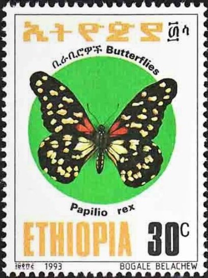 Regal Swallowtail (Papilio rex)