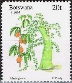 Stamp, Adenia glauca, Botswana,  