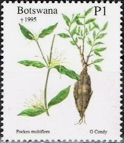 Fockea multiflora