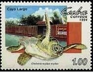 Green Sea Turtle (Chelonia mydas)
