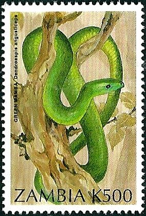 Green Mamba (Dendroaspis angusticeps)