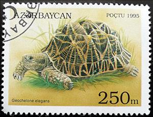 Stamp, Indian Star Tortoise (Testudo elegans), Azerbaijan,  , Reptiles, Turtles, Animals (Fauna)