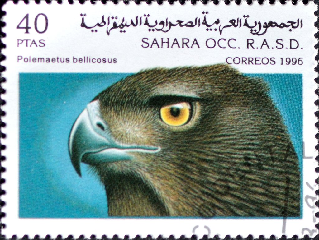 Martial Eagle (Polemaetus bellicosus)