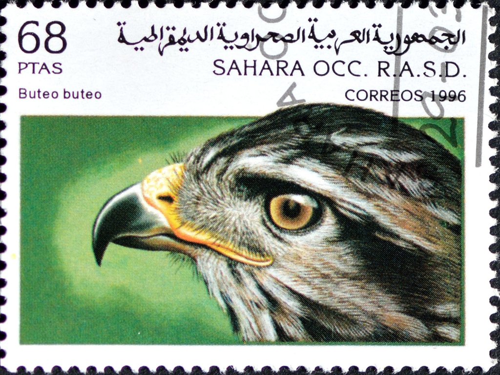 Common Buzzard (Buteo buteo)
