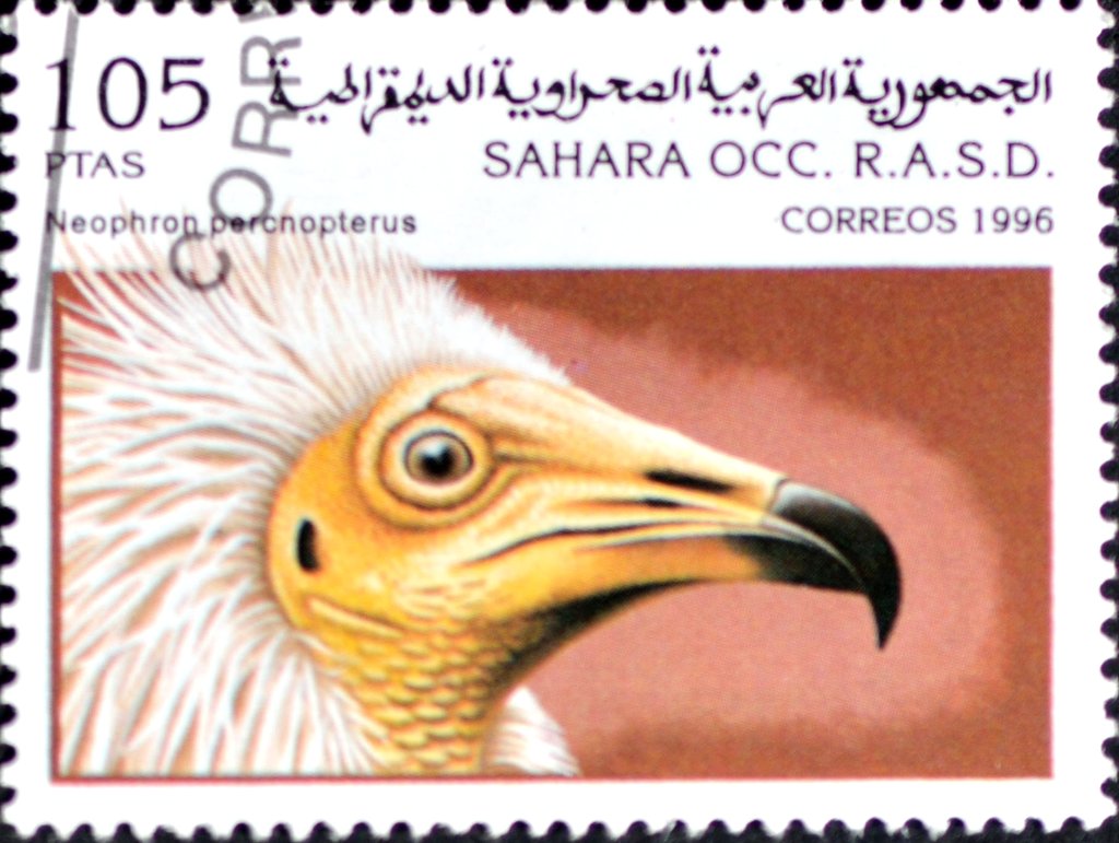 Egyptian Vulture (Neophron percnopterus)