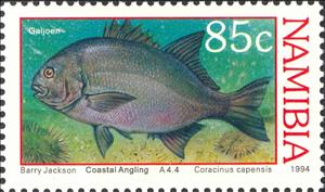 Stamp, Galjoen (Coracinus capensis), Namibia,  , Fishes