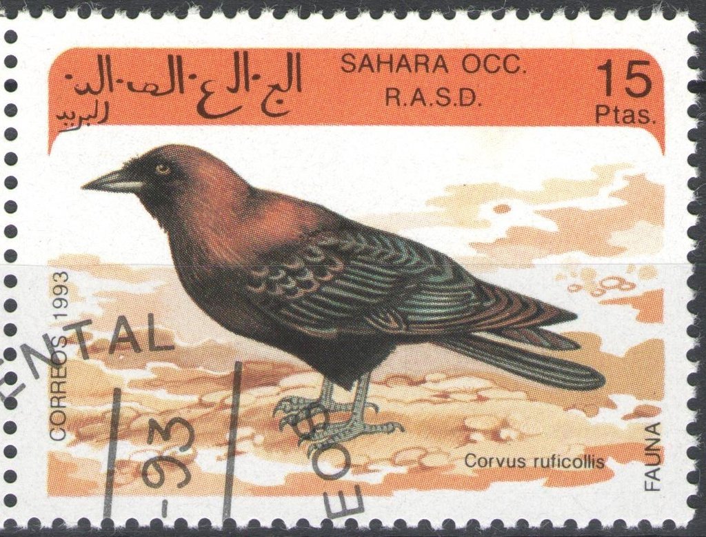 Corvus ruficollis