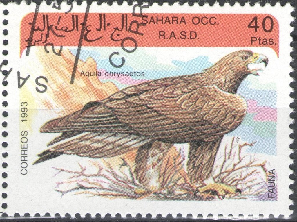 Aquilla chrysaetos