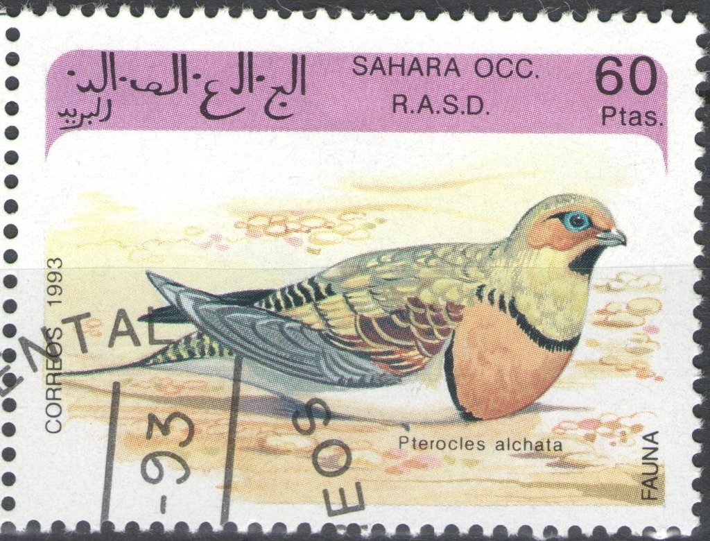 Pterocles alchata