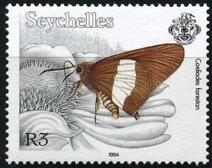 Striped Policeman (Coeliades forestan)