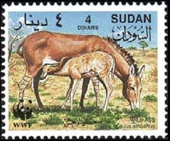 African Wild Ass (Equus africanus)