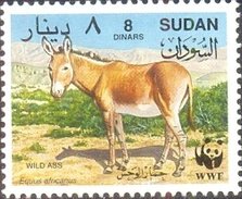 African Wild Ass (Equus africanus)