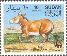 African Wild Ass (Equus africanus)
