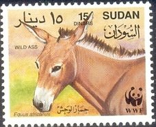 African Wild Ass (Equus africanus)