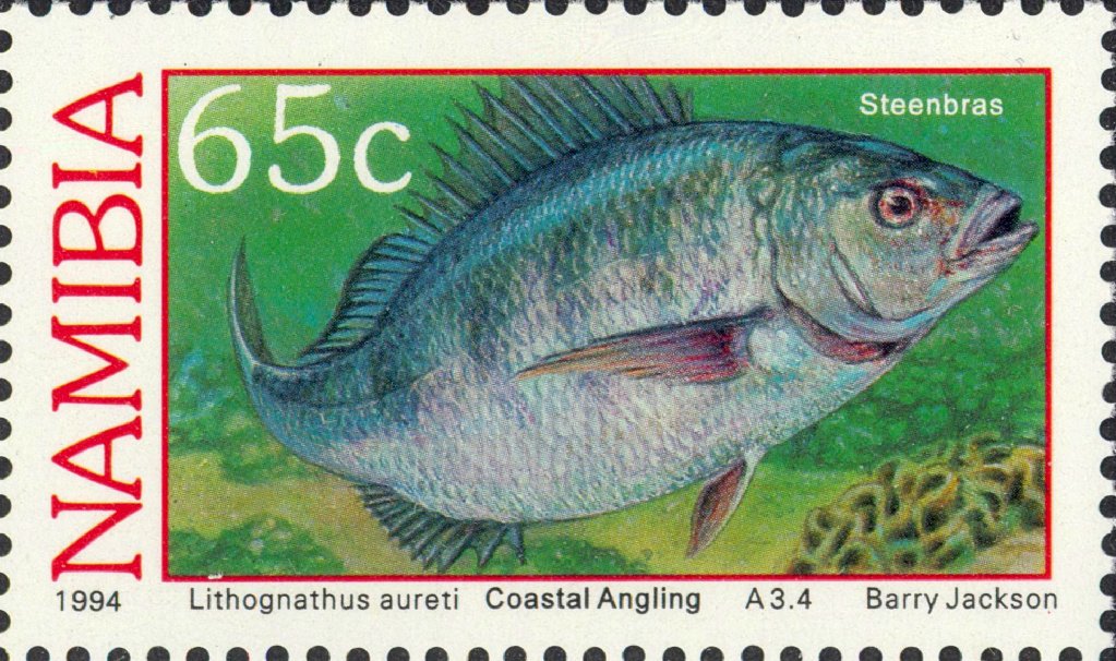Steenbras (Lithognathus aureti) 