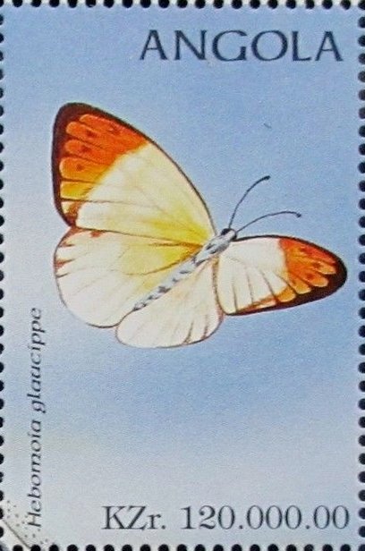 Great Orange Tip (Hebomoia glaucippe)