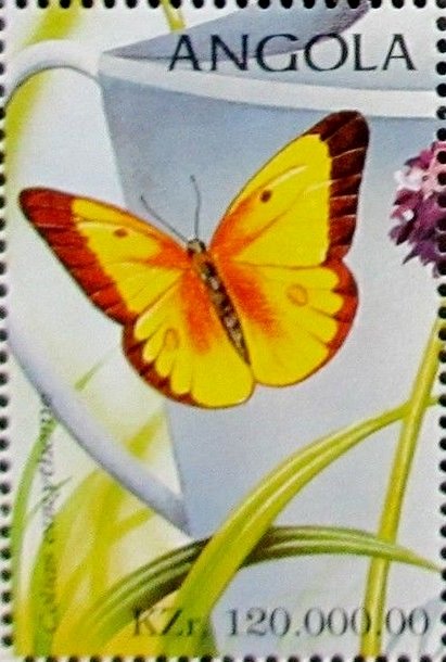 Alfalfa Butterfly (Colias eurytheme)