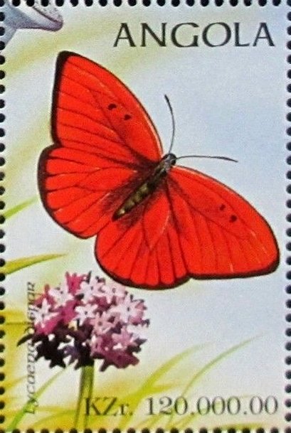Large Copper (Lycaena dispar)