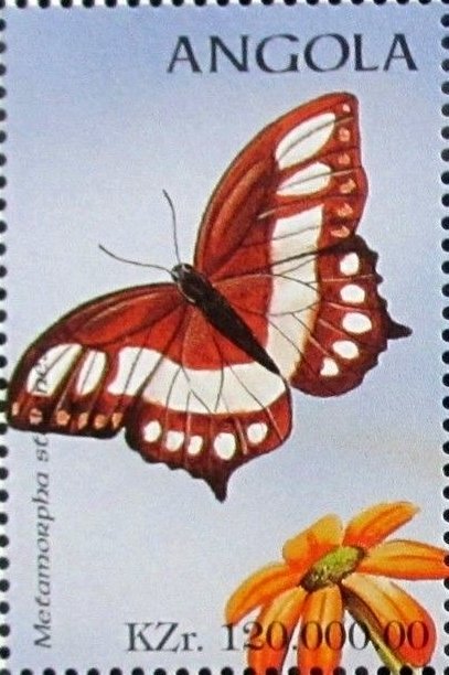 Malachite Butterfly (Metamorpha stelenes)
