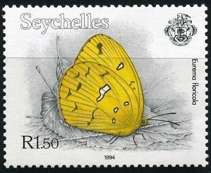 Malagasy Grass Yellow (Eurema floricola)