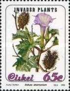 Invader plants: Datura stramonium