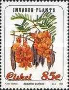 Invader plants: Sesbania punicea