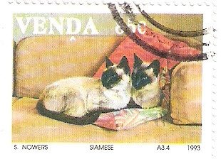 Siamese Cat (Felis silvestris catus)